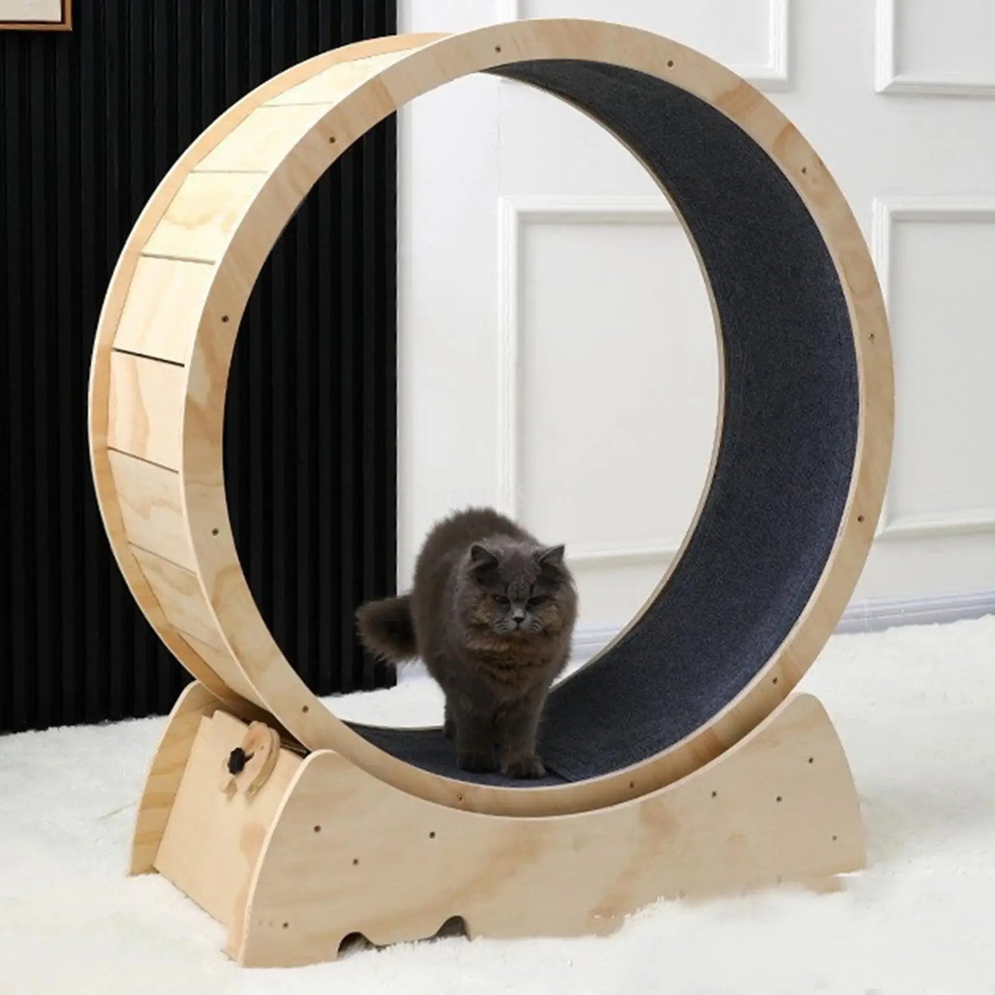 Cats Running Wheel Exercise