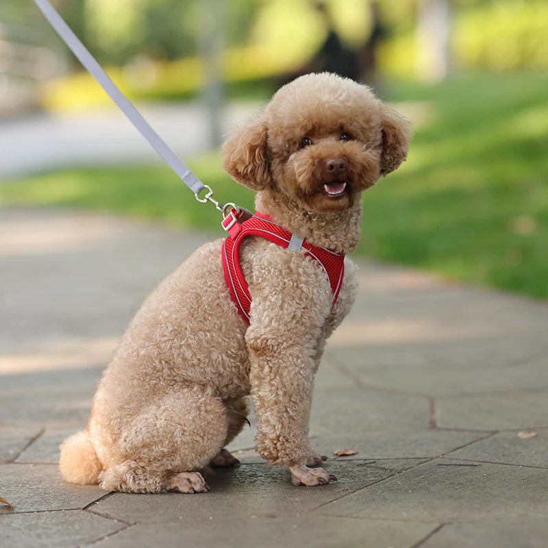 Dog Harness Leash Set